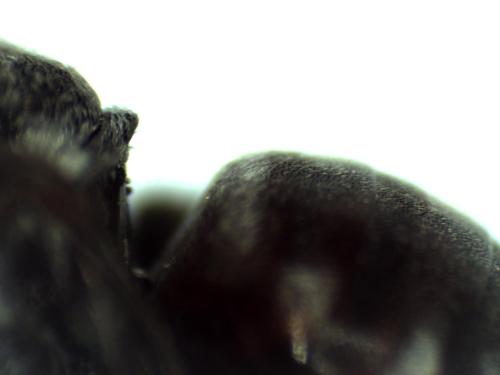 Ammobates punctatus
